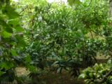 DSCN0488